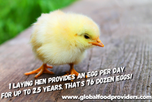 Load image into Gallery viewer, Sponsor An Egg Laying Chicken For Children With Malnutrition