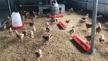 Load image into Gallery viewer, Sponsor An Egg Laying Chicken For Children With Malnutrition