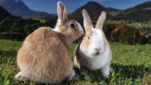 Load image into Gallery viewer, Sponsor Super Food Producing Bunny Rabbit "Project 200"