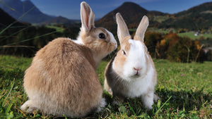 Sponsor Super Food Producing Bunny Rabbit "Project 200"
