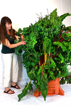 Load image into Gallery viewer, Look At The Huge Swiss Chard & Kale!