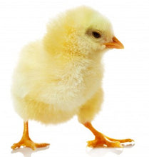 Load image into Gallery viewer, Sponsor An Egg Laying Chicken For Children With Malnutrition