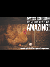 Load image into Gallery viewer, Sponsor An Egg Laying Chicken For Children With Malnutrition