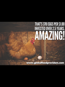 Sponsor An Egg Laying Chicken For Children With Malnutrition