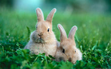 Load image into Gallery viewer, Sponsor Super Food Producing Bunny Rabbit "Project 200"
