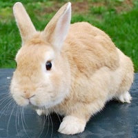 Load image into Gallery viewer, Sponsor Super Food Producing Bunny Rabbit "Project 200"