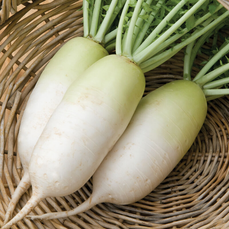 Radish, Diacon White - Nabu - Lb.