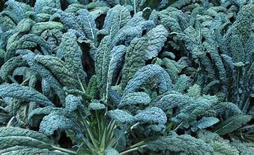 Kale, Dinasour - 1.5 lb bunch