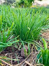 Load image into Gallery viewer, Garlic Chives fresh bunch