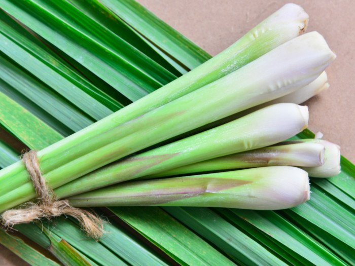 Lemongrass large bunch