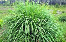 Load image into Gallery viewer, Lemongrass large bunch