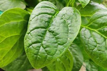 Load image into Gallery viewer, Malabar Spinach, fresh 1 lb bag