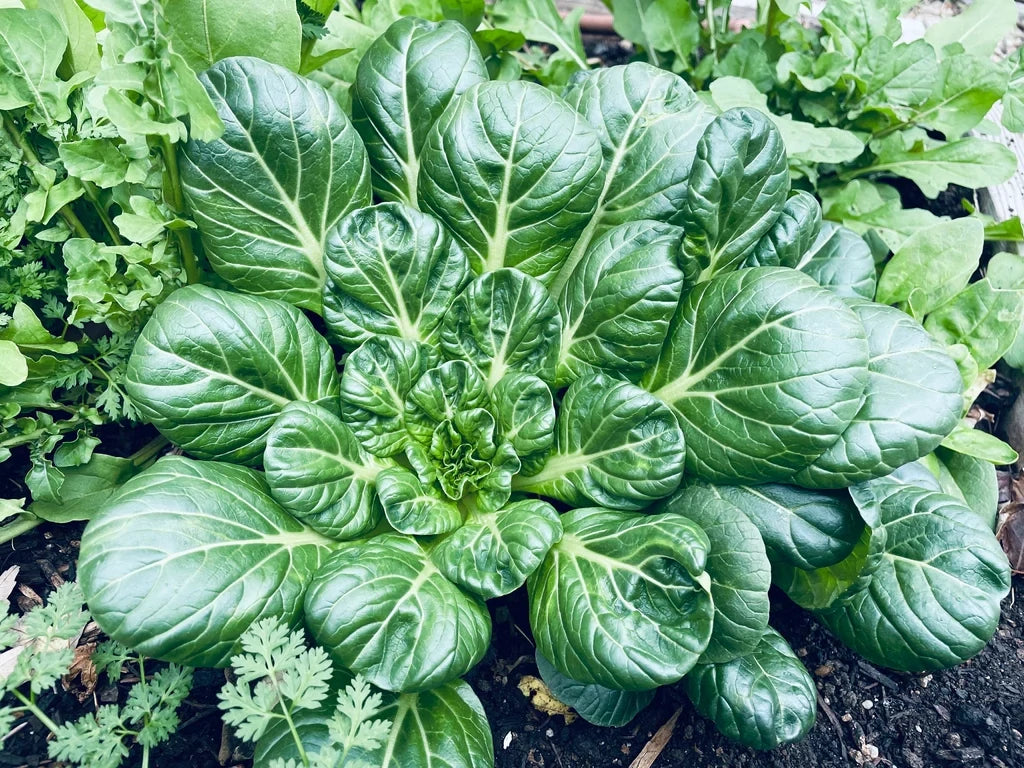 Tatsoi medium or large