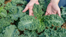 Load image into Gallery viewer, Blue Curly Kale 1.5 lb Bunch