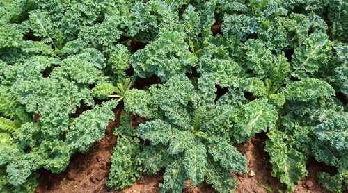 Blue Curly Kale 1.5 lb Bunch
