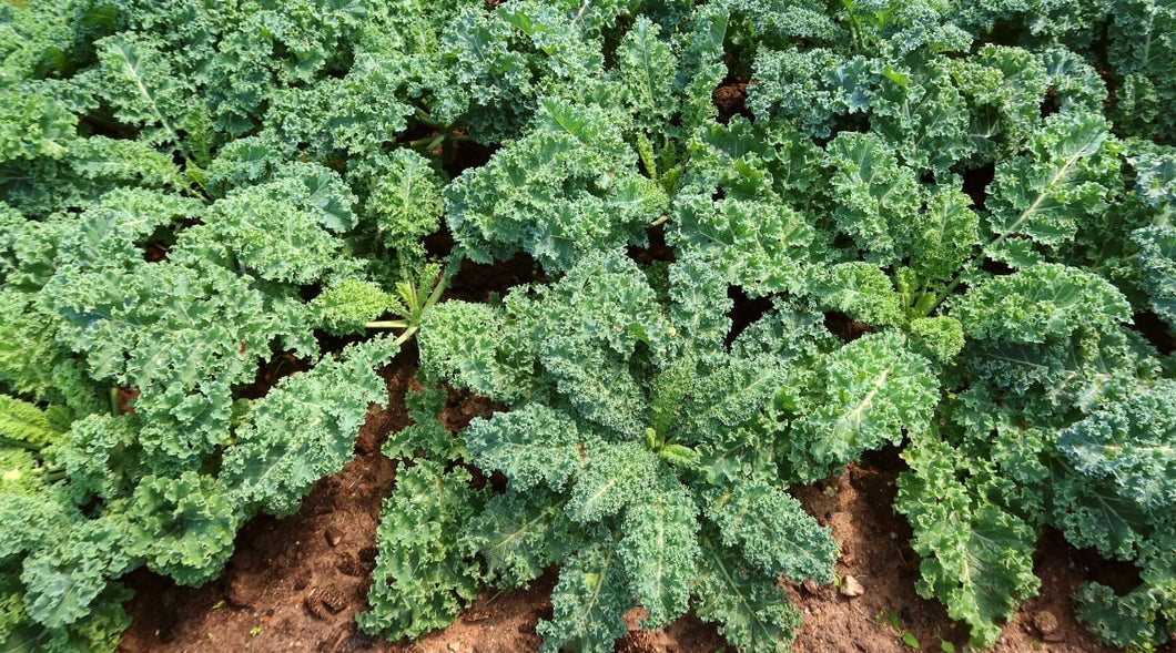 Blue Curly Kale 1.5 lb Bunch