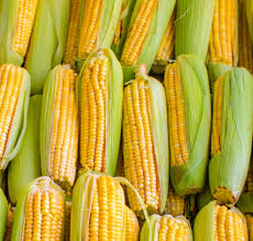 Corn Panamanian - Not USA Sweet Corn