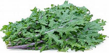 Load image into Gallery viewer, Sweet Red Russian Kale 1.5 lb Bunch