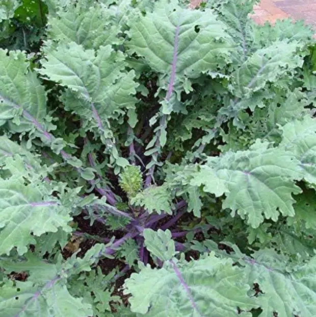 Sweet Red Russian Kale 1.5 lb Bunch