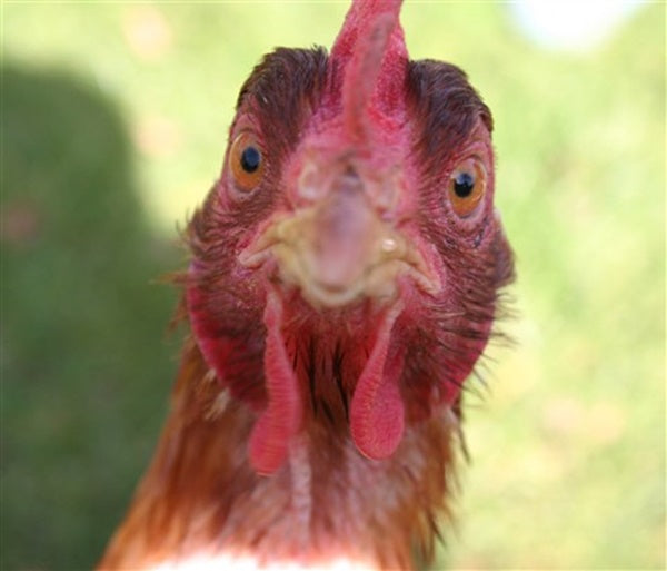 Donate $20 Towards Our Chicken Egg Protein Project