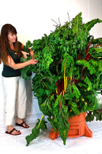 Load image into Gallery viewer, Look At The Huge Swiss Chard &amp; Kale!