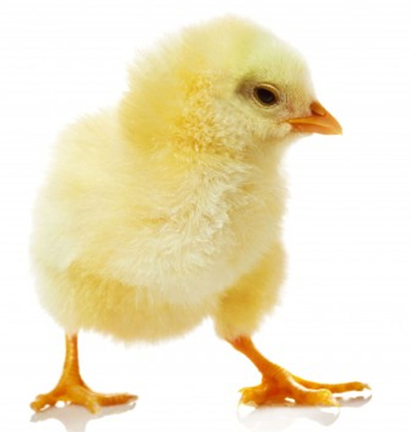 Sponsor An Egg Laying Chicken For Children With Malnutrition