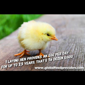 Donate $10 Towards Our Chicken Egg Protein Project