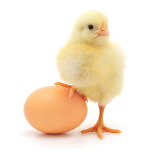 Donate $5 Towards Our Chicken Egg Protein Project