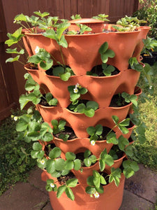 Growing Strawberries In The Garden Grow Tower 2