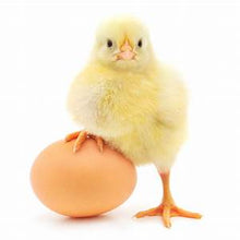 Load image into Gallery viewer, Donate $10 Towards Our Chicken Egg Protein Project
